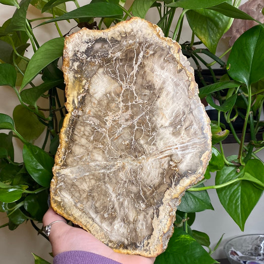 X-Large Petrified Wood Slab