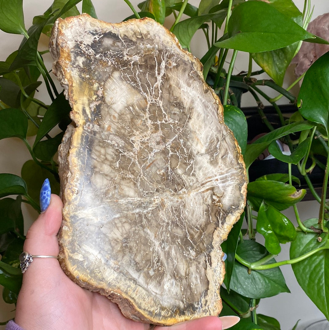 X-Large Petrified Wood Slab