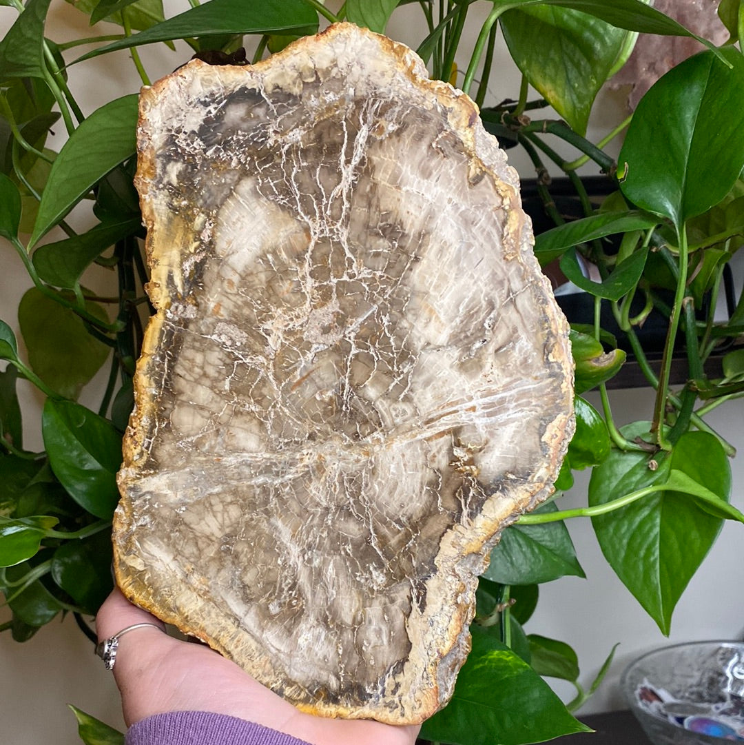 X-Large Petrified Wood Slab