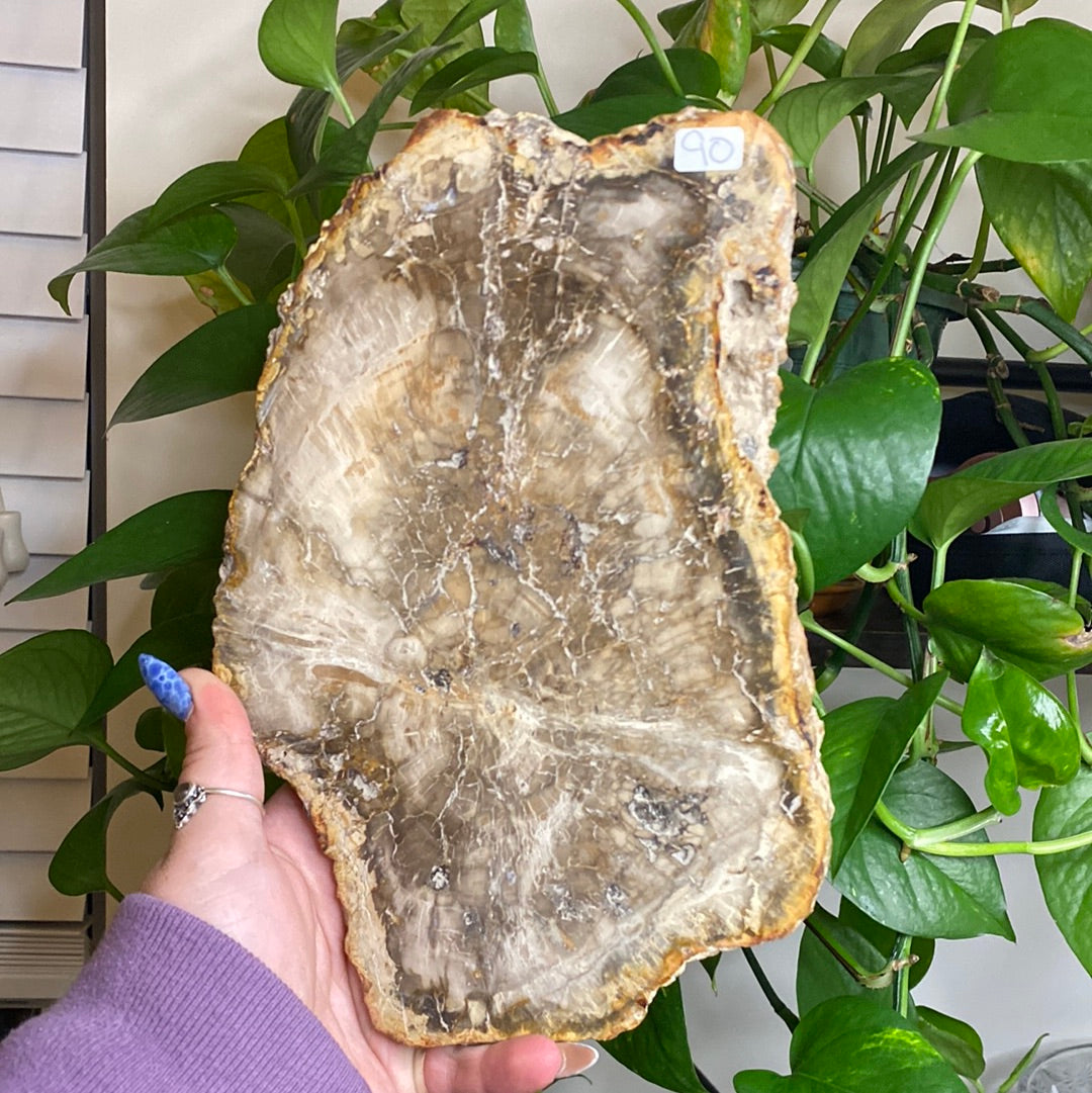 X-Large Petrified Wood Slab